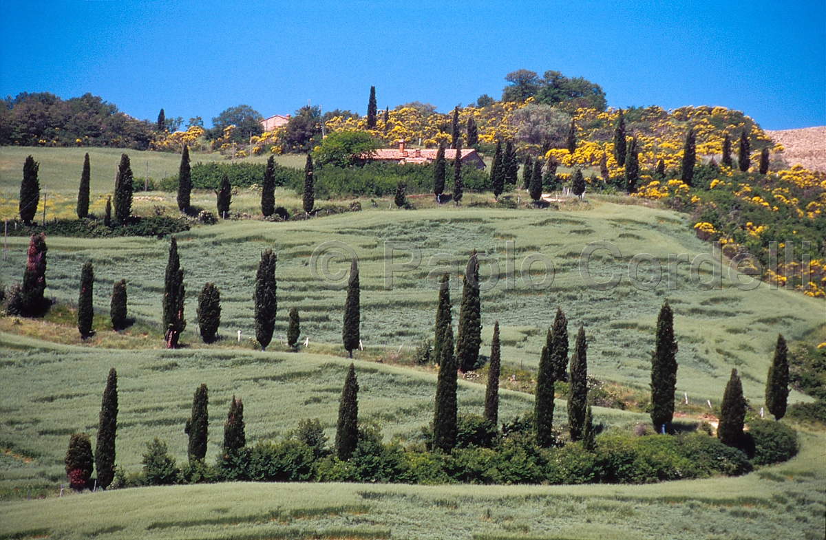 Hills, Tuscany, Italy
 (cod:Tuscany 41)